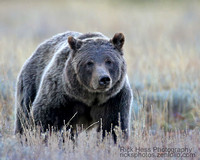 Grizzly and Coastal brown bears